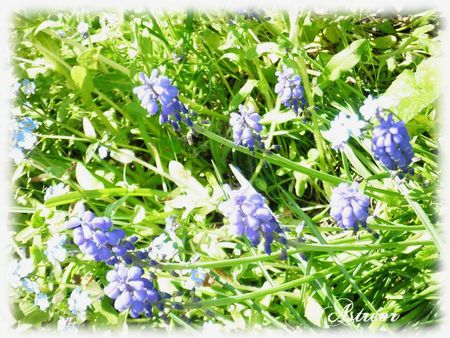 Fleurs_1