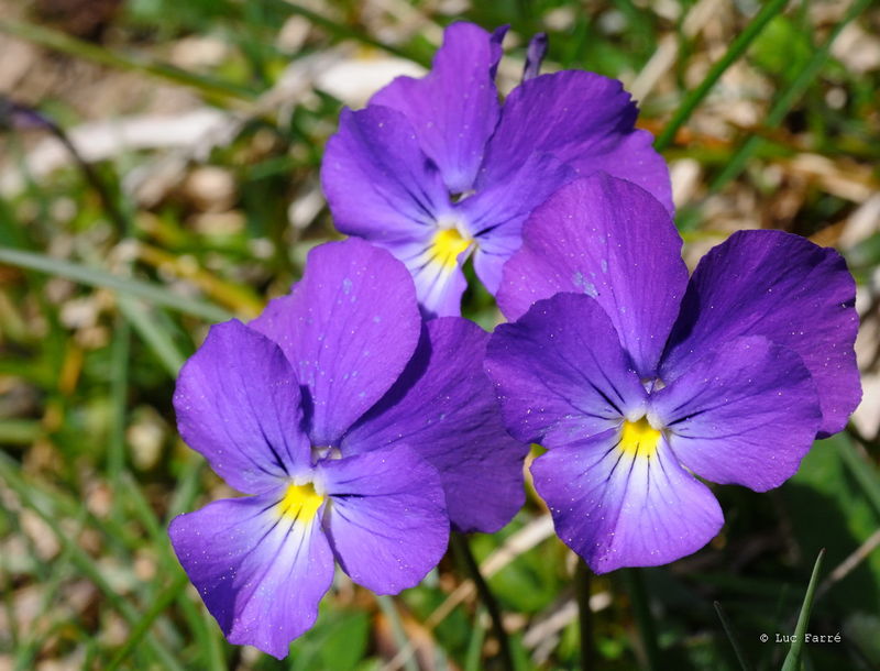 Fleurs violettes - Regards