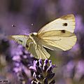 Photos JMP©Koufra 12 - Papillons - 04 juillet 2016 - 00061 - 001b