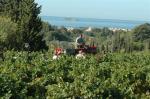 vendanges 07