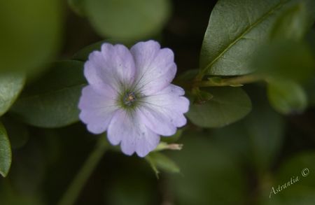geranium_semis_spontan__inconnu