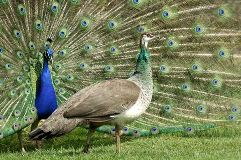 Le Paon Bleu La Nature En Grand