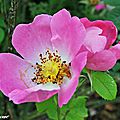 Rosier botanique Rosa Complicata