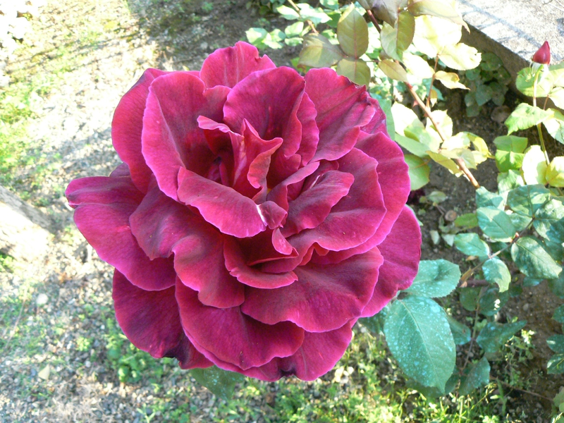 Rose-de-noe