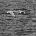 IMG_3854