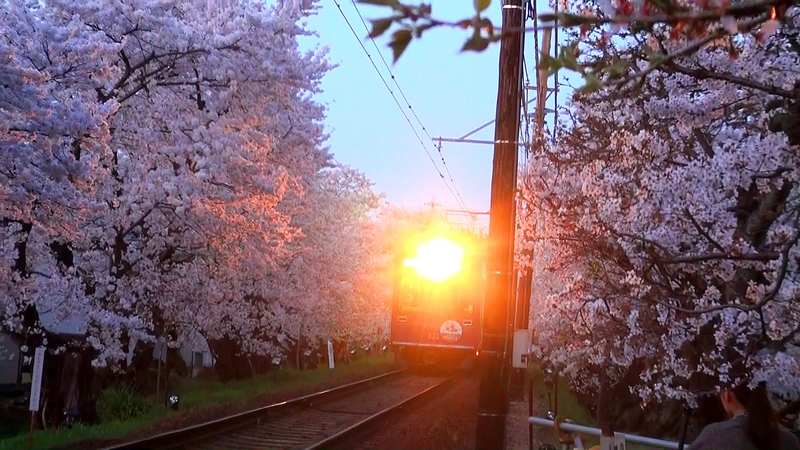 2018-sakura du kansai(11)