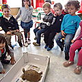 école d'Arleux, la vie de 2 tortues(eau / terre)