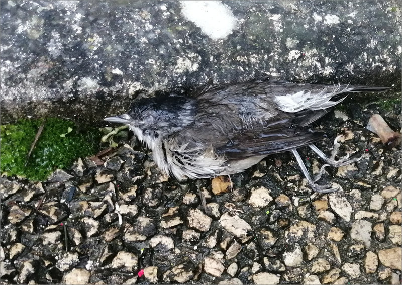 oiseau mort caniveau 150124