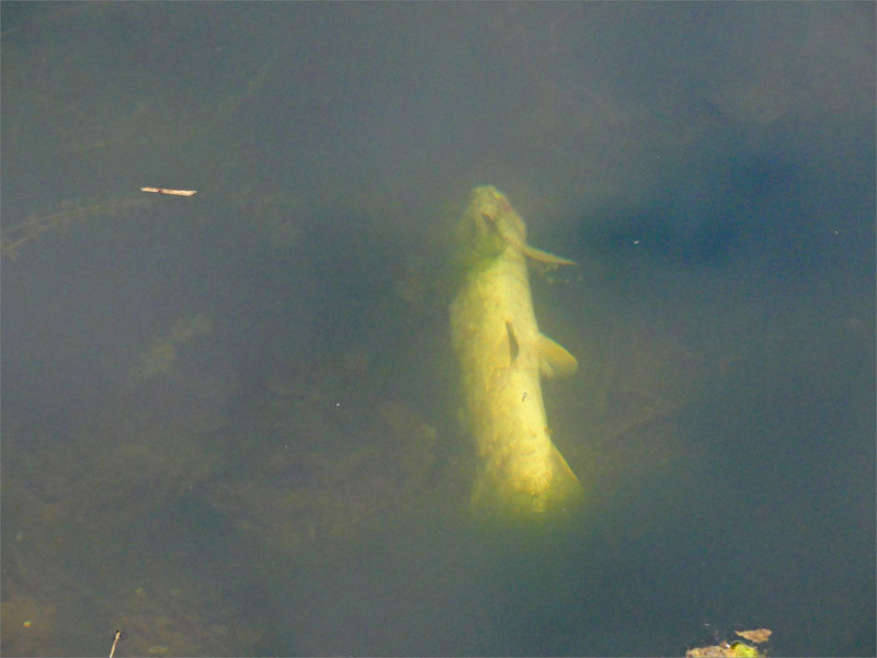 Poisson mort 050822