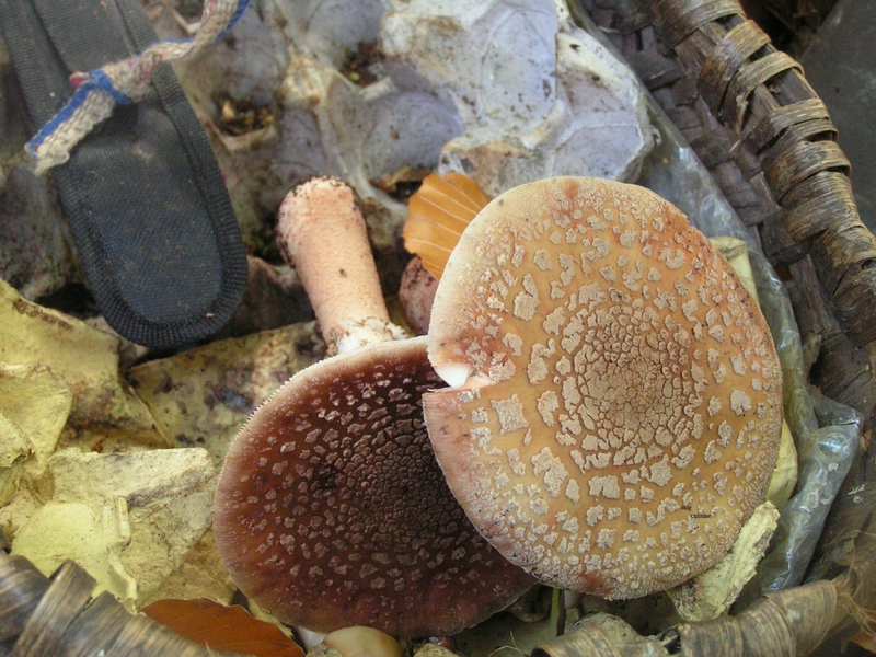 2013 10 26 27 - Manoir du Lys (62)