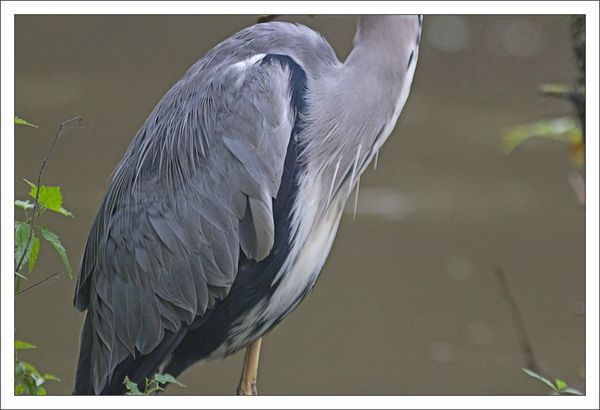 ville lulu heron plumage 211012