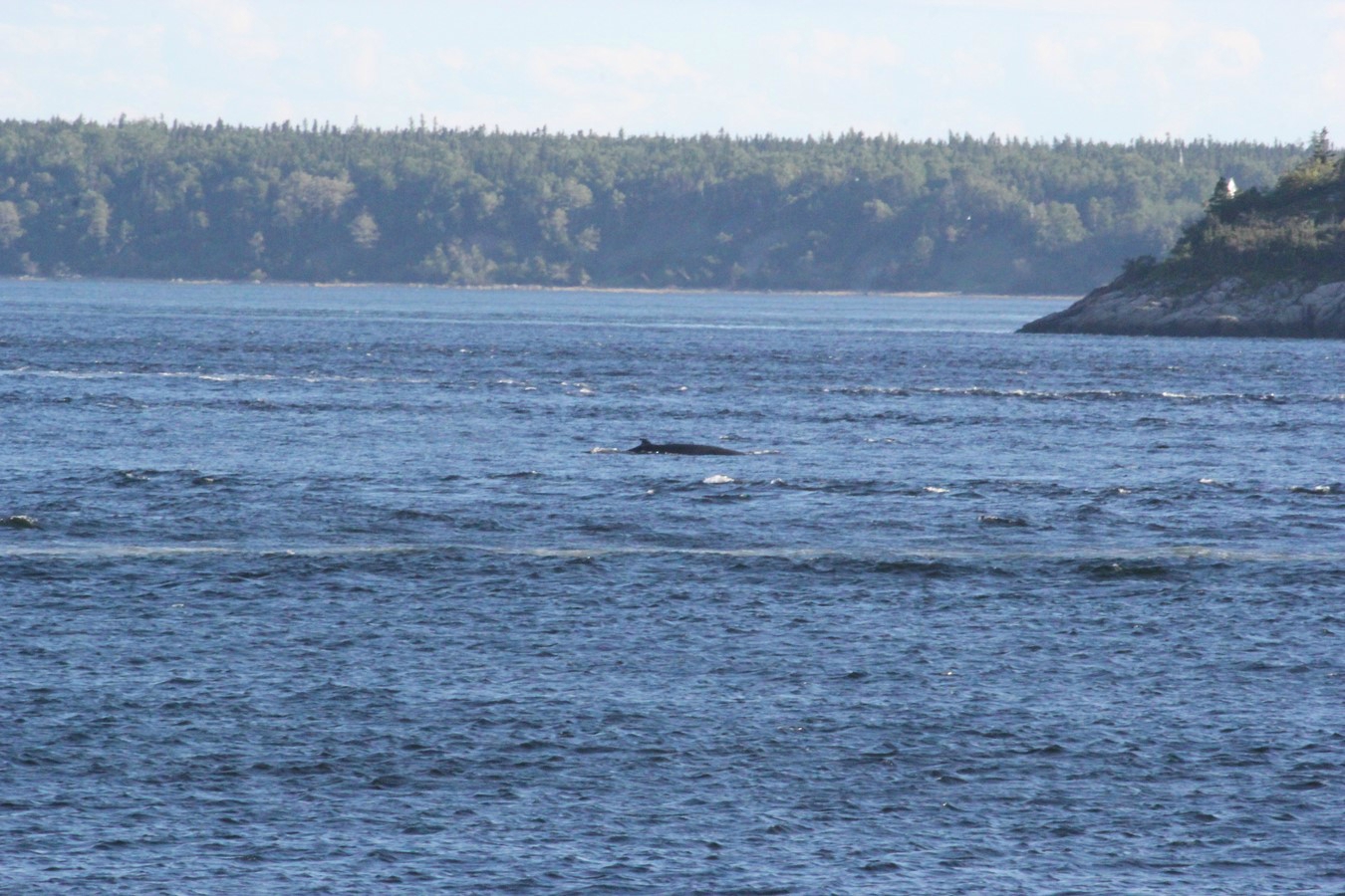 les baleines, le Saguenay et le lac StJean Au fil du temps