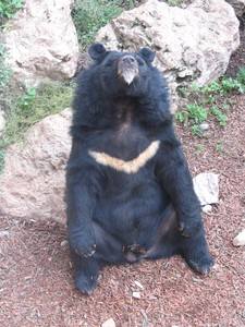 Ours___collier_2