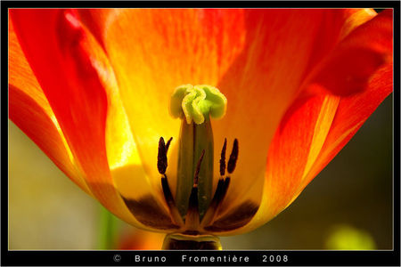 Coeur_de_fleur_2