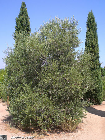 Parc botanique de Saleccia 