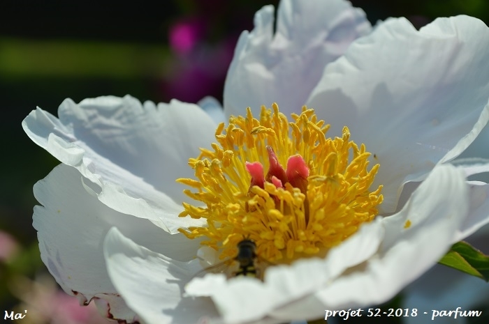 52-2018_S22-parfum