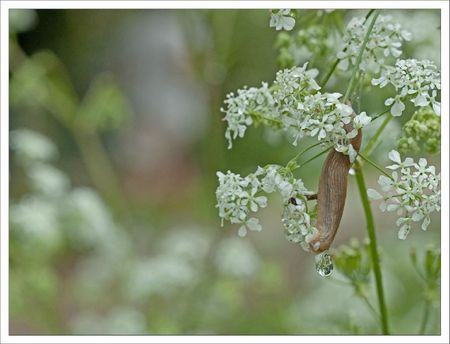 ville limace goutte 2 060512
