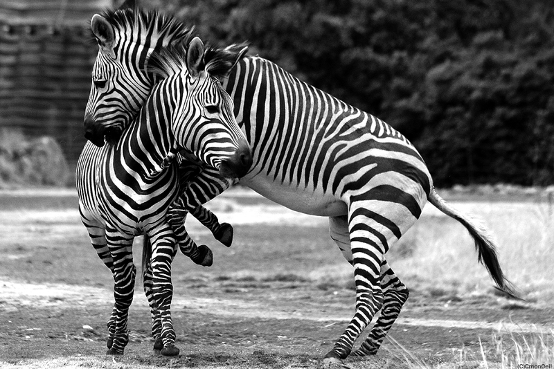 zebre6