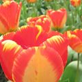 095 Tulips - Tulipes