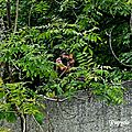 IMGP9219-1