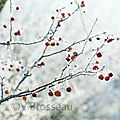 branche-givrée-pomme15-02