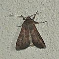 Xestia xanthographa (Trimaculée, Xanthographe)