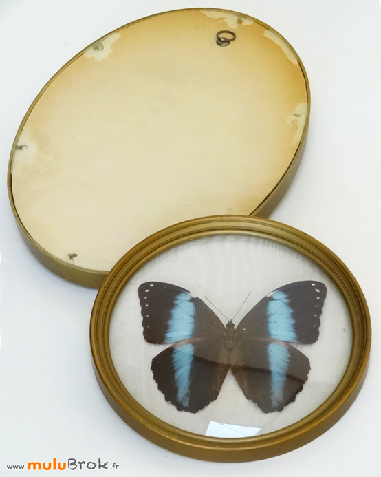 PAPILLON-Cadre-bombé-5-muluBrok-Brocante-Vintage