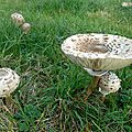 Coulemelle, macrolepiota procera...