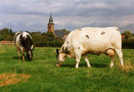 OSez l'AgroÉcologie : Relancer la race mixte Bleue du Nord