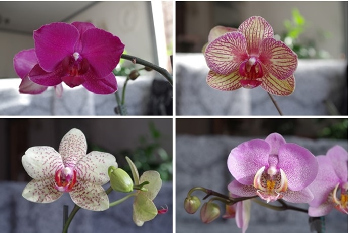 orchidées 2