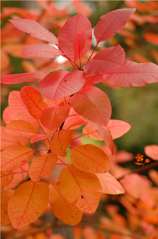 Cotinus pourpre_automne 2014_4