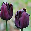 Tulipa 'paul sherer'