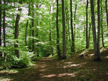 foret