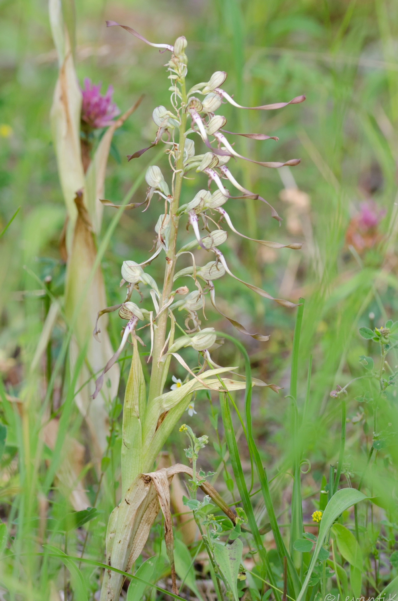 Orchis bouc - Himantoglossum hircinum (4)
