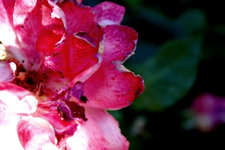 DSC00036a