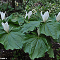 Les trilliums aux 3 feuilles, 3 sépales et 3 pétales...