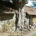 Le vieux chêne dans la grange