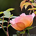 DSCN0312