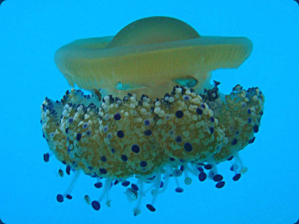 La méduse oeuf au plat prolifère en Méditerranée, peut-elle devenir la  terreur des plages l