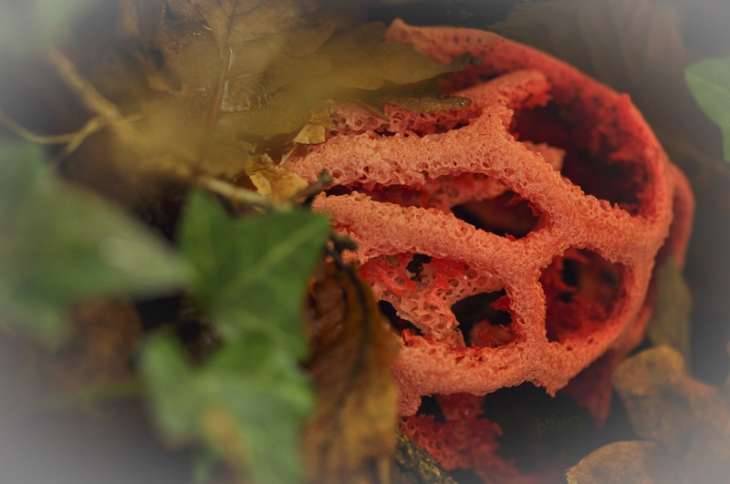 _DSC3401Champi Corail 2
