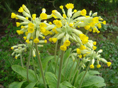 primevere-officinale1