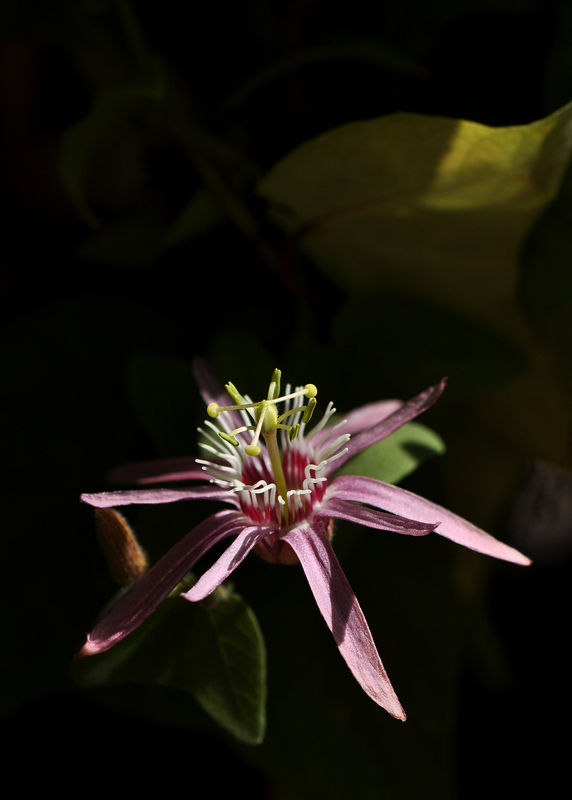 _DSC019886