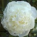 Pivoine_Blanche