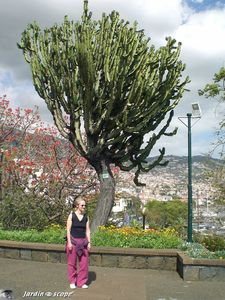 Euphorbia ingens à Funchal - Madère