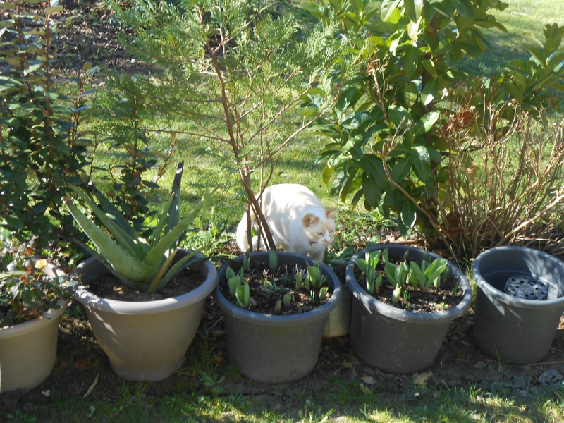 jardinage 003