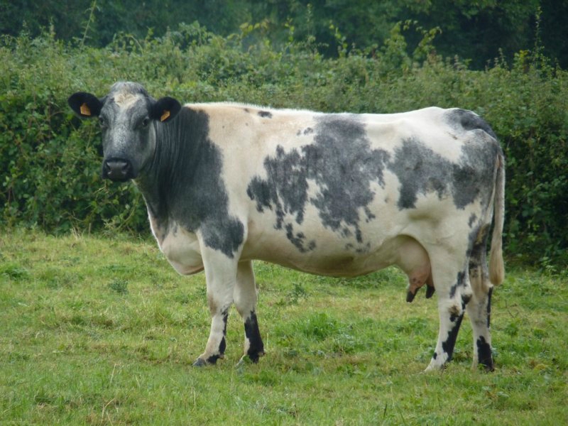 OSez l'AgroÉcologie : Relancer la race mixte Bleue du Nord