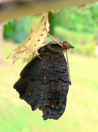 P1120435