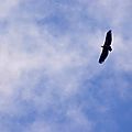 Vautour au col de Boesou...