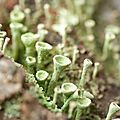 Cladonie - Cladonia chlorofaea