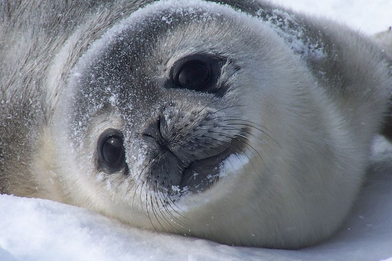 Bebe Phoque Photo De Animaux Antarctique Antarctique